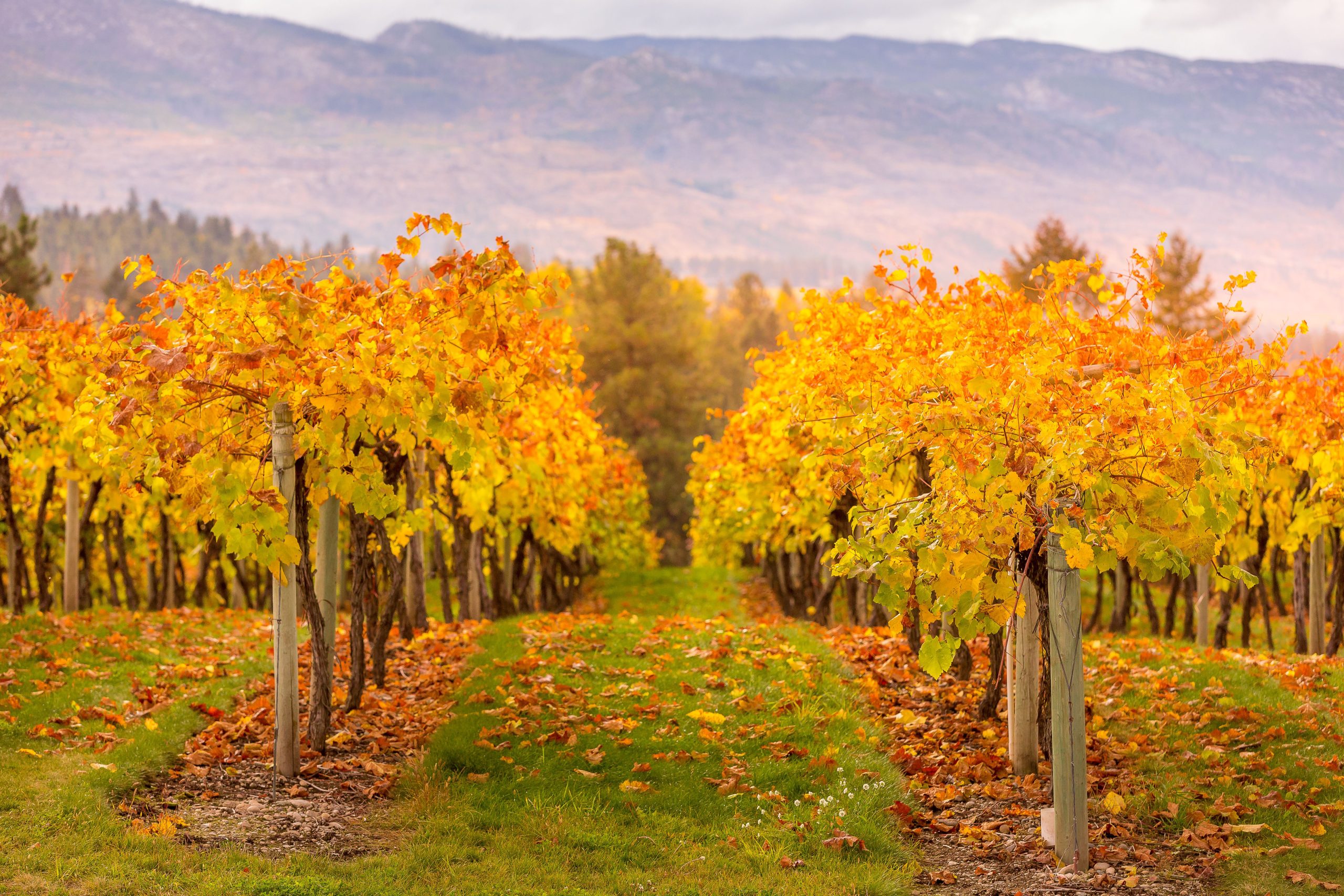 Autumn vineyard in the Okanagan near Kelowna